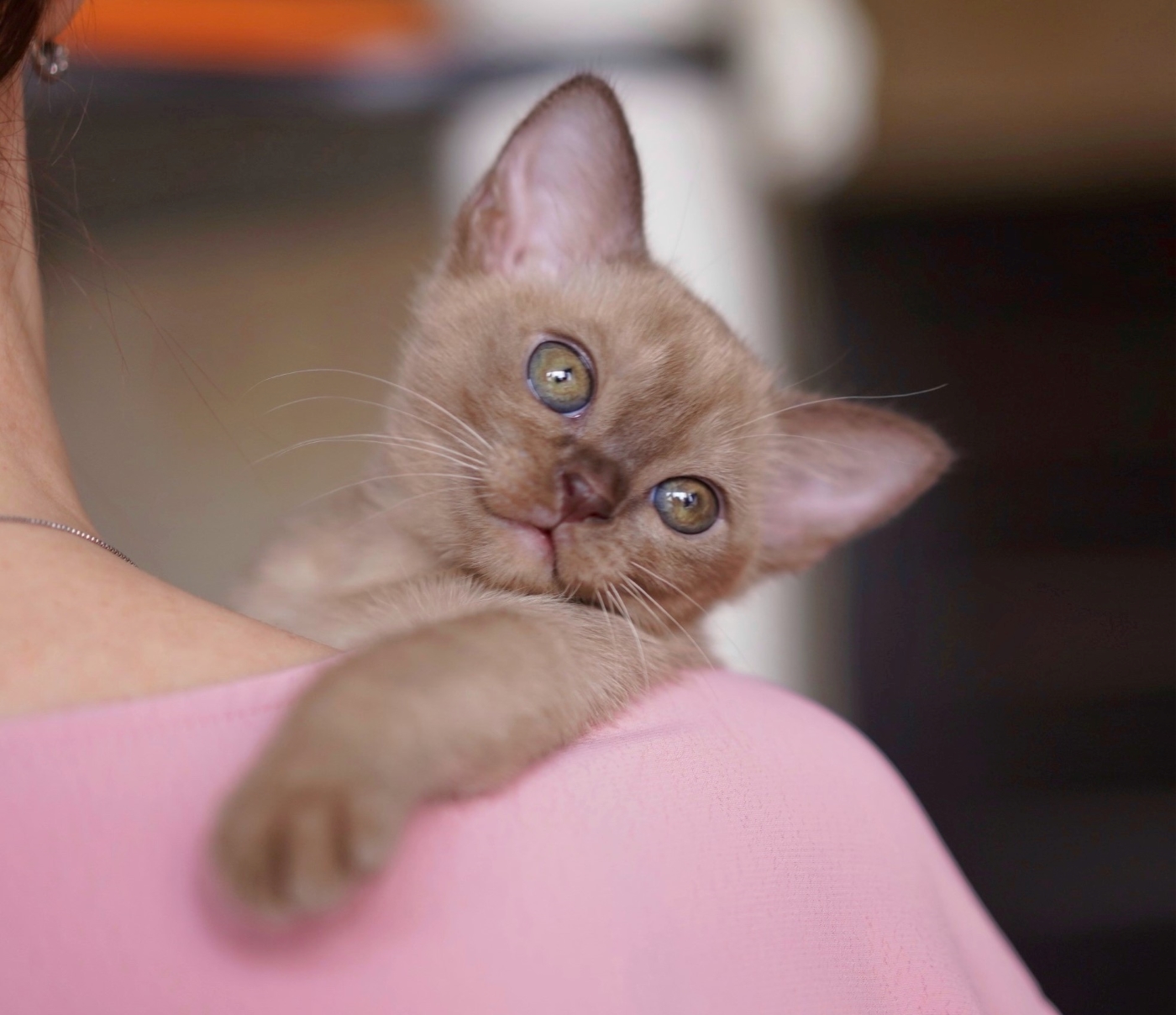 kupit burmanskogo kotenka